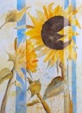 Azmitia-M-2020-Majestic-Sunflower