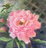 Byrnes-Julia-Pretty-Pink-Peony-1