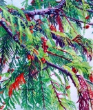 DillonC-202105-CedarBoughs-350
