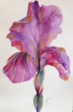 Bloom-201507-Iris