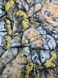 WurstL-202309-18x24-Grass-in-Rocks-Brighton-Beach-500