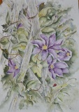 Patricia Olson Clematis in Bloom  14 x 20
