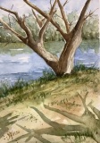 Patricia Olson  Tree on the Bay  7.5 x 11