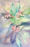 PetersenM-2020-Cleome-8x13