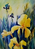 New-Hope-Springs-22x30
