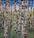 Bolos202003-Birch-Trees