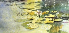 Lilly Pads 12 x 16 prints available