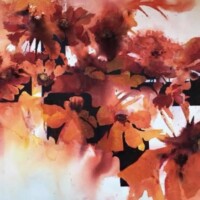 Poppies